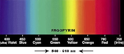 Fagopyrin