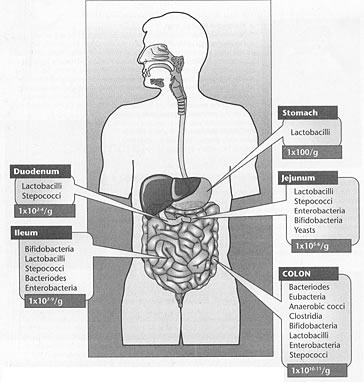 Bacteria in the Gut