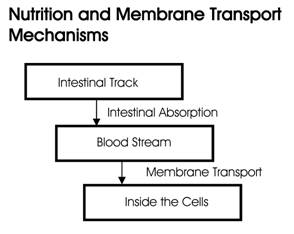 Nutrition and Membrane Transport Mechanisms