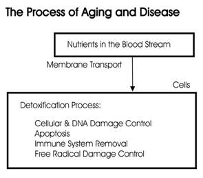 The Process of Aging and Disease