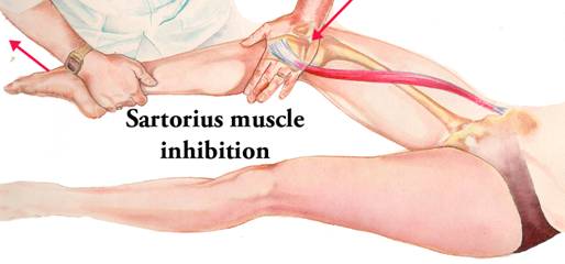 Sartorius Muscle MMT