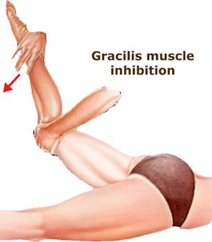 Gracilis Muscle MMT