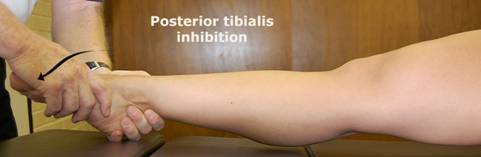 Posterior Tibialis Muscle MMT