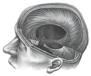 Cranial System