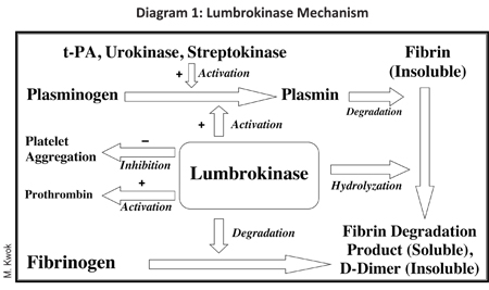 Lumbrokinase Mechanism