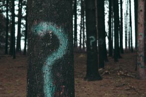 Trees in the forest