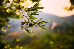 olive tree branches